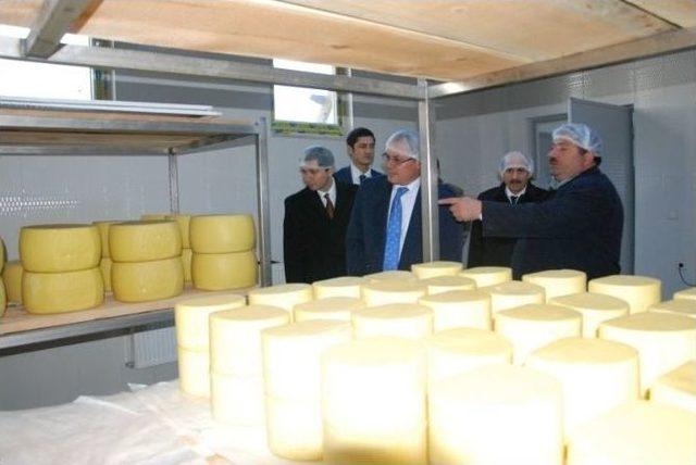 Vali Deniz, G&ouml;le İl&ccedil;esinde 2