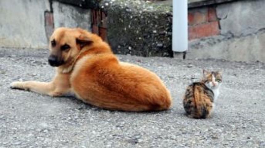 Kedi İle K&ouml;pek Birlikte G&uuml;neşlendi