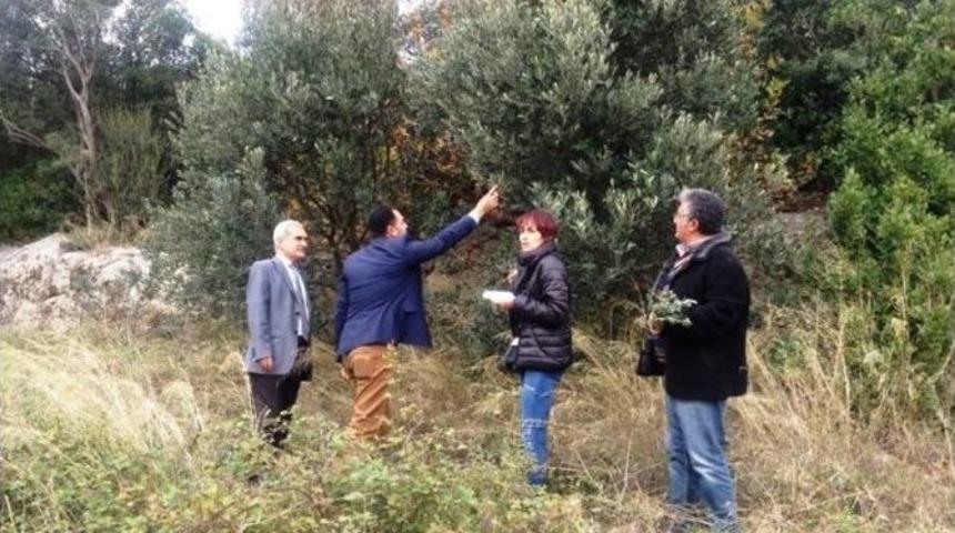 Bartın&rsquo;da Zeytin Yetiştiriciliğine İlk Adım Atıldı