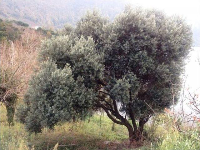 Bartın’da Zeytin Yetiştiriciliğine İlk Adım Atıldı 1
