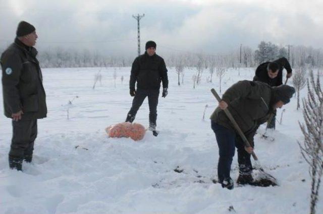 Uludağ daki Yaban Hayvanlarına Yiyecek Bırakıldı 1