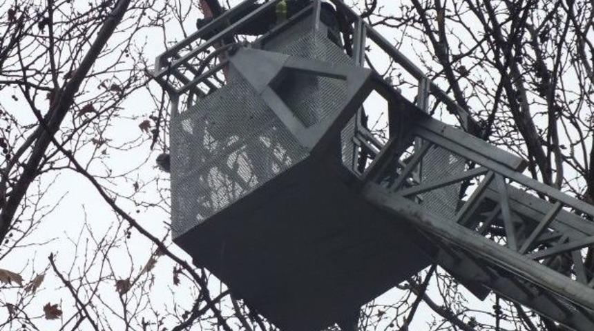 Ayağına İp Dolanan Kargaya Kurtarma Operasyonu