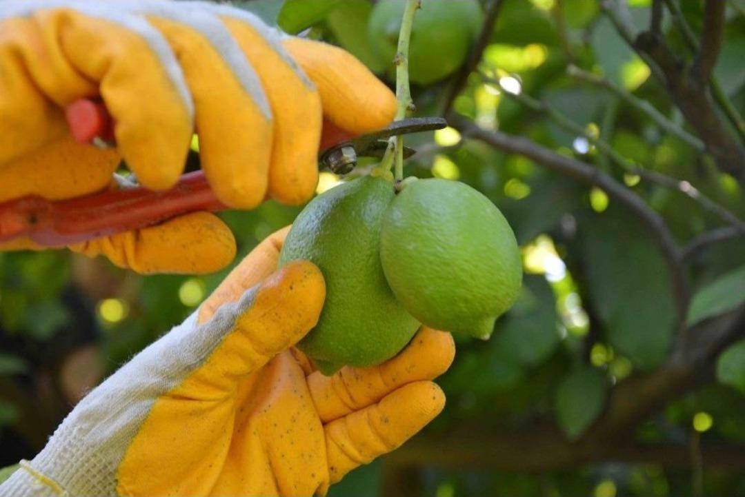 Muğla&rsquo;da Limon Hasadı Başladı