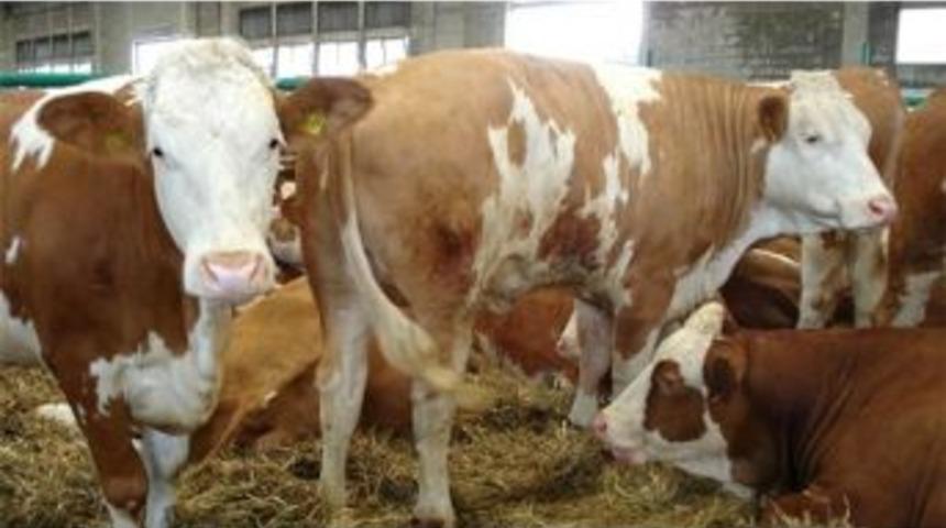 Ödemiş’te 13 Büyükbaş Hayvan Çalındı