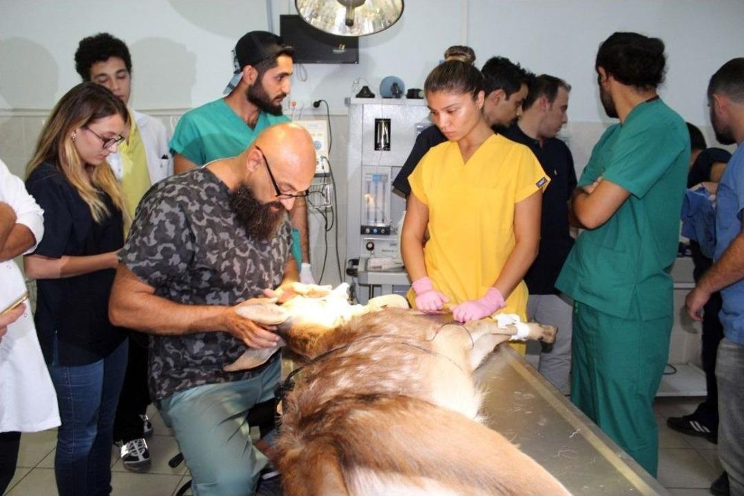 Her Şey Kızıl Geyik Yavrusunun D&uuml;nyasının Aydınlanması İ&ccedil;in