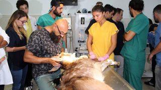 Her Şey Kızıl Geyik Yavrusunun Dünyasının Aydınlanması İçin