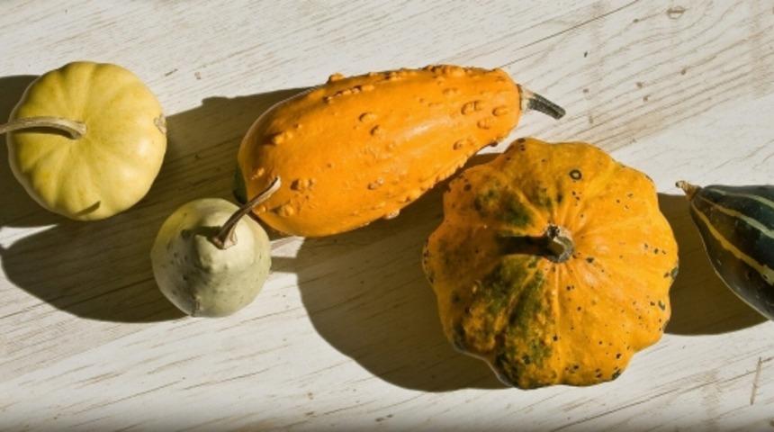 Sakin Sebzenin Leziz Tatları; Kabak