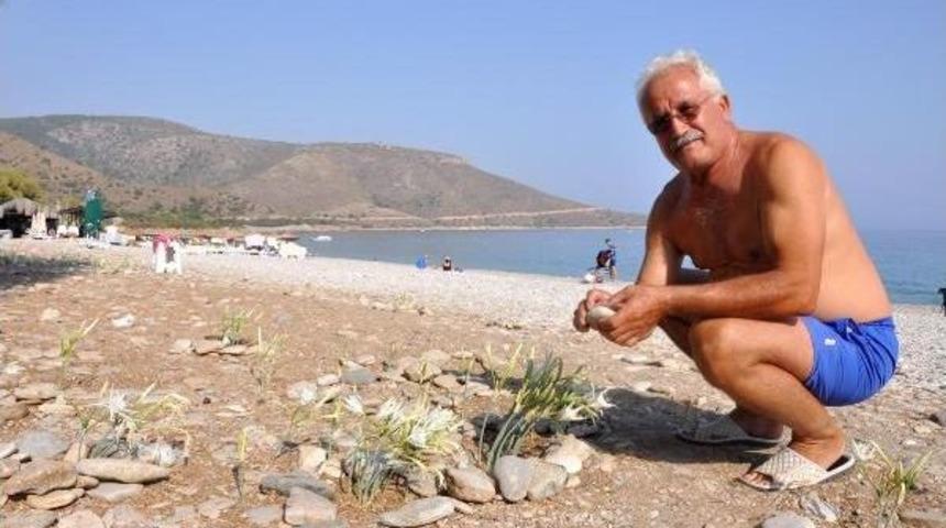 Tatilciler &Ccedil;ekildi, Sahiller Kum Zambaklarına Kaldı