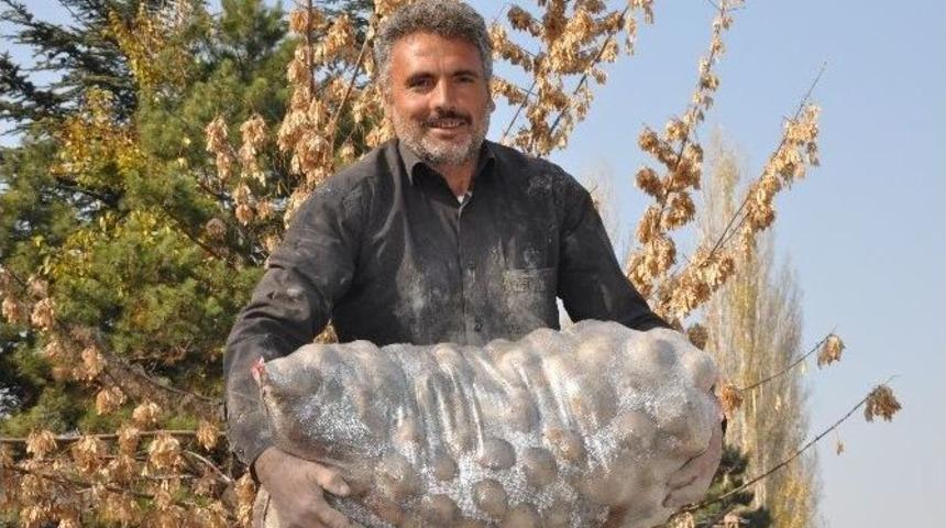 Patateste Verim D&uuml;şt&uuml;, Fiyat Y&uuml;kseldi