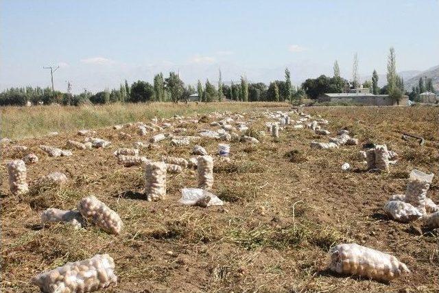 Patateste Verim Düştü, Fiyat Yükseldi 1