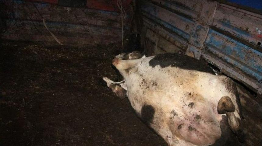 Kamyonet Devrildi: 3 Yaralı