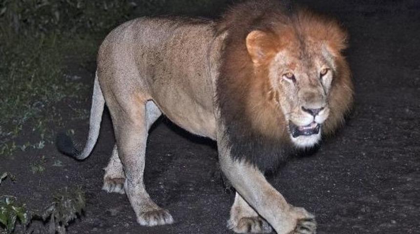 Etiyopya Aslanını Doğada Ilk Kez G&ouml;r&uuml;nt&uuml;ledi