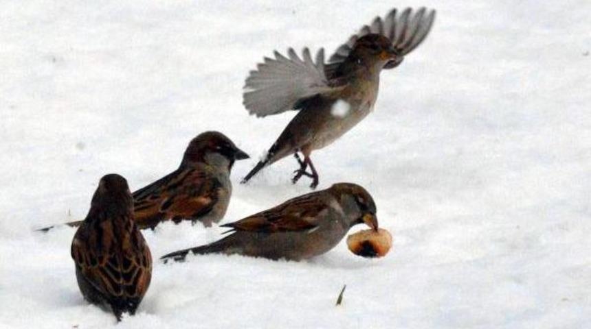 Kuşların Karda Ekmek M&uuml;cadelesi