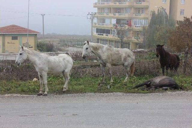 Edirne’de Başı Boş Halde Dolaşan Atlar, Milli Emlak’ın Malı Olacak