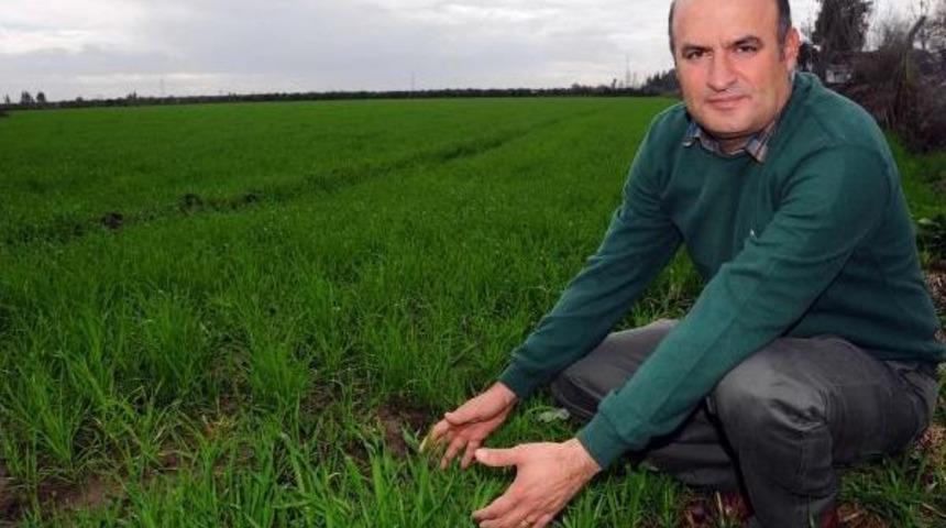 Yağış Buğday &Uuml;reticisinin Y&uuml;z&uuml;n&uuml; G&uuml;ld&uuml;rd&uuml;