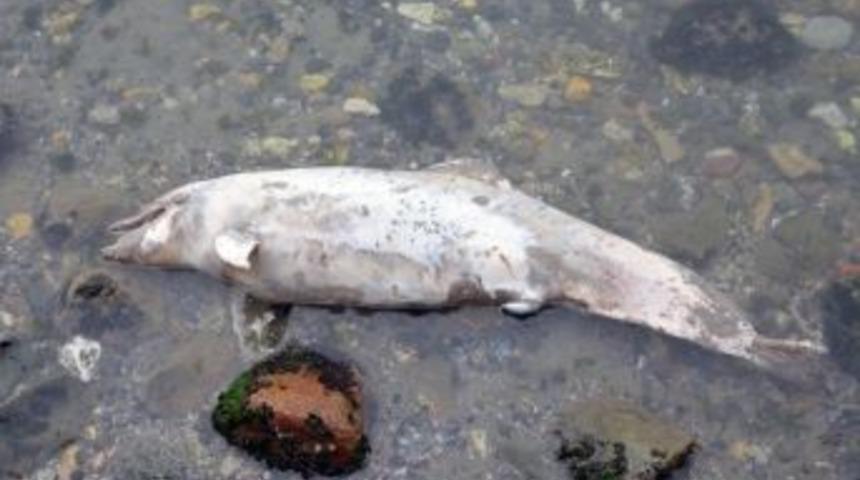 Yavru Yunus Sahile Vurdu