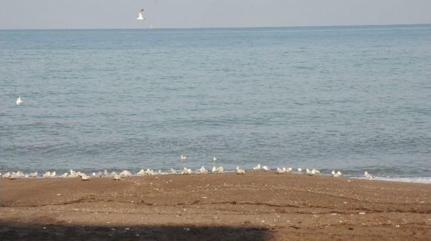 Martılar Kış G&uuml;n&uuml;nde Sahilde G&uuml;neşin Tadını &Ccedil;ıkartıyor