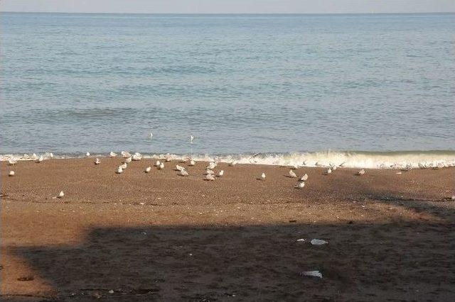 Martılar Kış G&uuml;n&uuml;nde Sahilde G&uuml;neşin Tadını &Ccedil;ıkartıyor 1