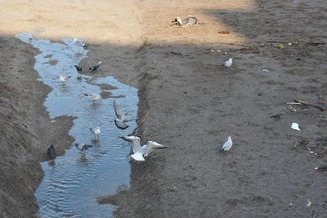 Martılar Kış G&uuml;n&uuml;nde Sahilde G&uuml;neşin Tadını &Ccedil;ıkartıyor 2