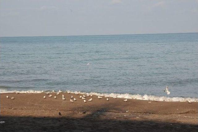 Martılar Kış G&uuml;n&uuml;nde Sahilde G&uuml;neşin Tadını &Ccedil;ıkartıyor 3