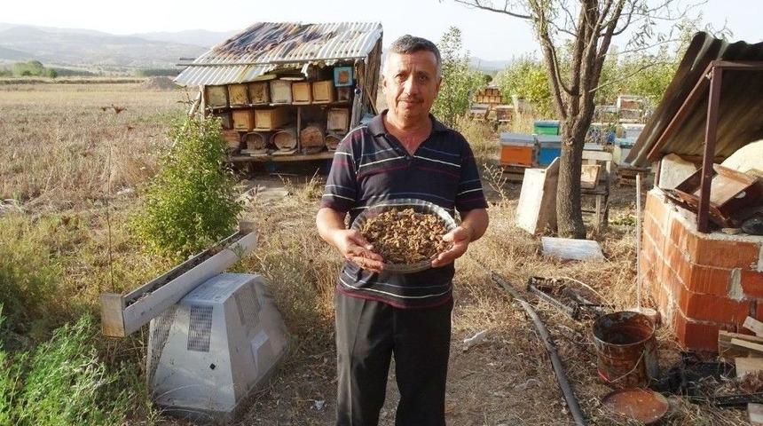 Hisarcık&rsquo;ta İlk Defa &rsquo;arı Ekmeği&rsquo; &Uuml;retildi