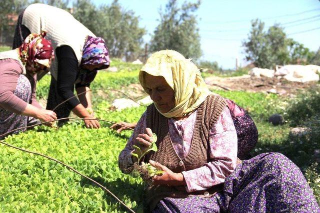 Türkiye’de Tarım Alanları Azaldı