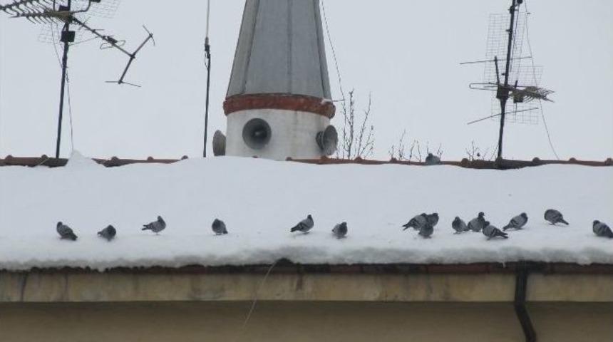 G&uuml;vercinlerin Karda Yem Beklentisi