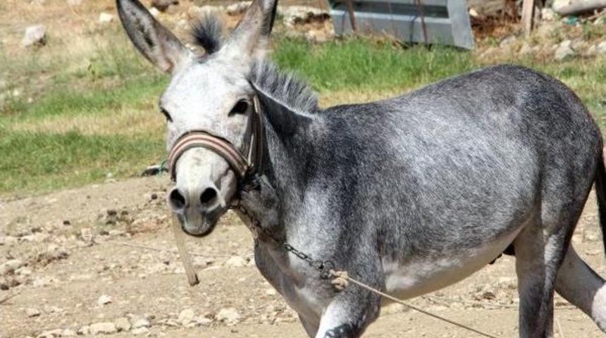 Eşek, Saldırdığı Sahibinin Parmağını Kopardı