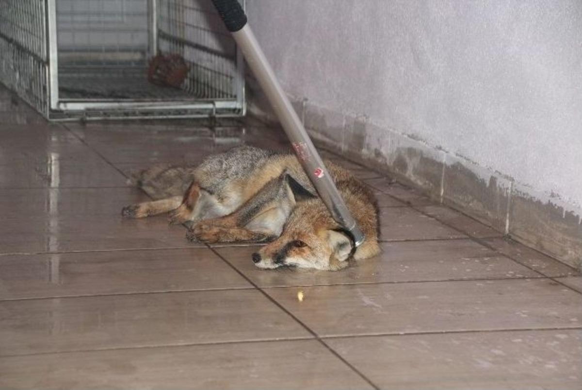 (&ouml;zel Haber) Ayağı Kırılan Tilki Koruma Ve Tedavi Altında