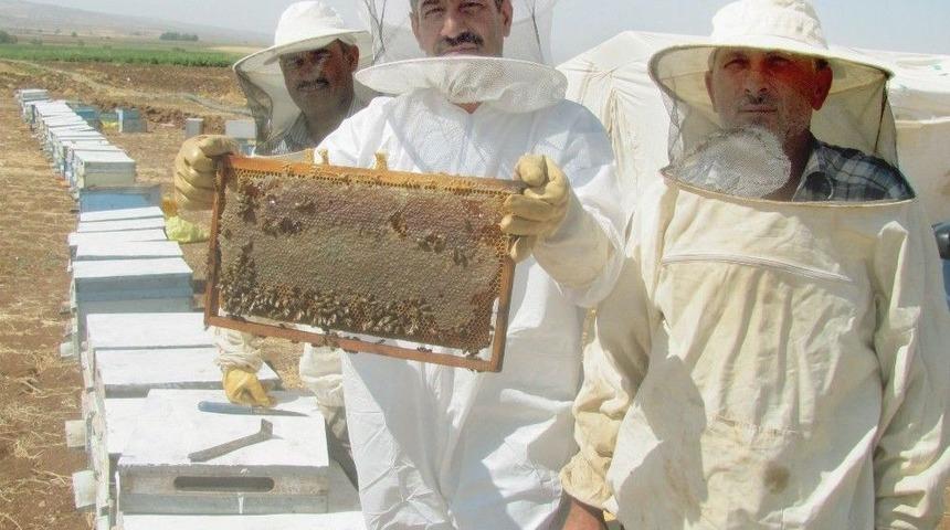 Araban&rsquo;da Doğal Bal Sağımı Başladı