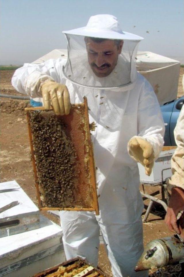 Araban’da Doğal Bal Sağımı Başladı 1