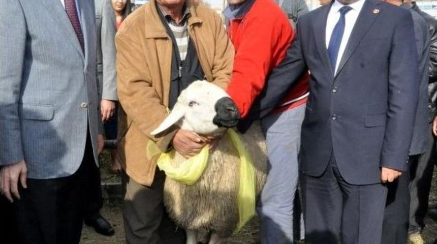 Aksaray&rsquo;da 143 Kişiye 632 Adet Ko&ccedil; Dağıtıldı