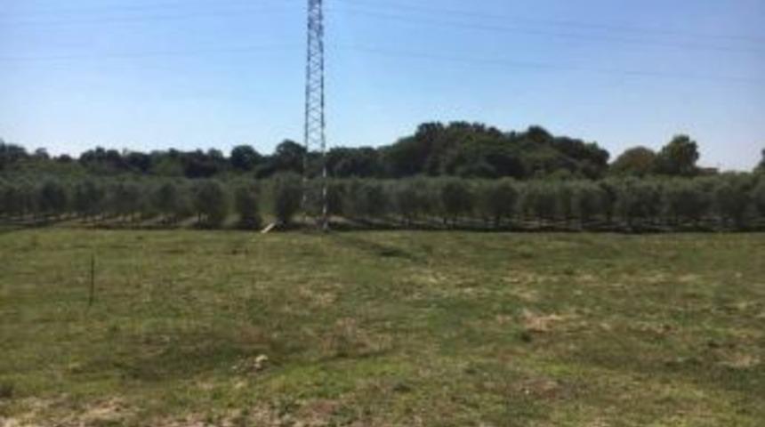 Tika Karadağ&rsquo;da Zeytinyağı &Uuml;retim Tesisi Kuruyor