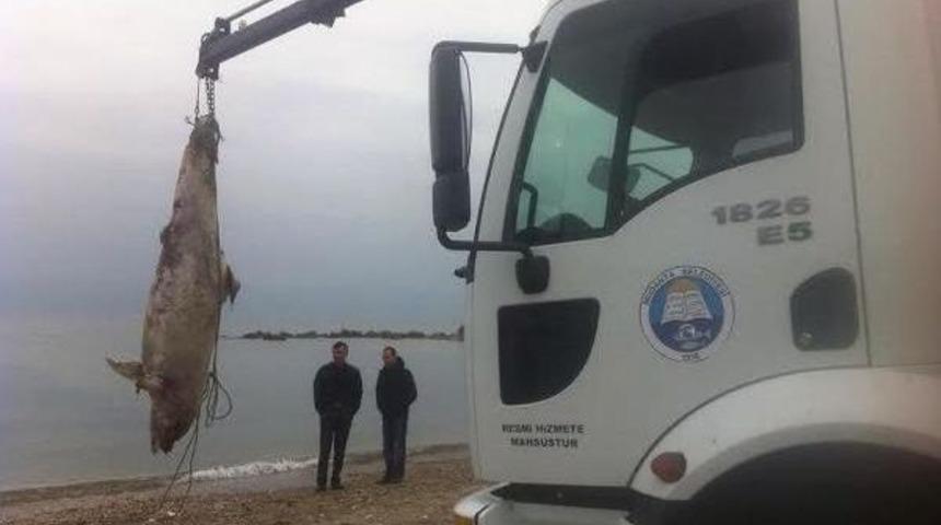 Sahile Vuran &Ouml;l&uuml; Yunus &Ccedil;&ouml;pl&uuml;ğe B&ouml;yle Taşındı