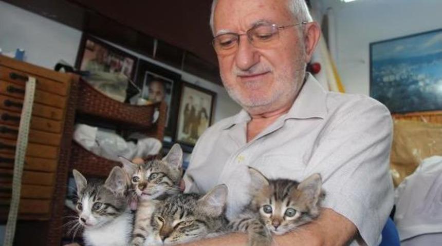 72 Yaşındaki Terzi, 25 Sokak Kedisine Bakıyor
