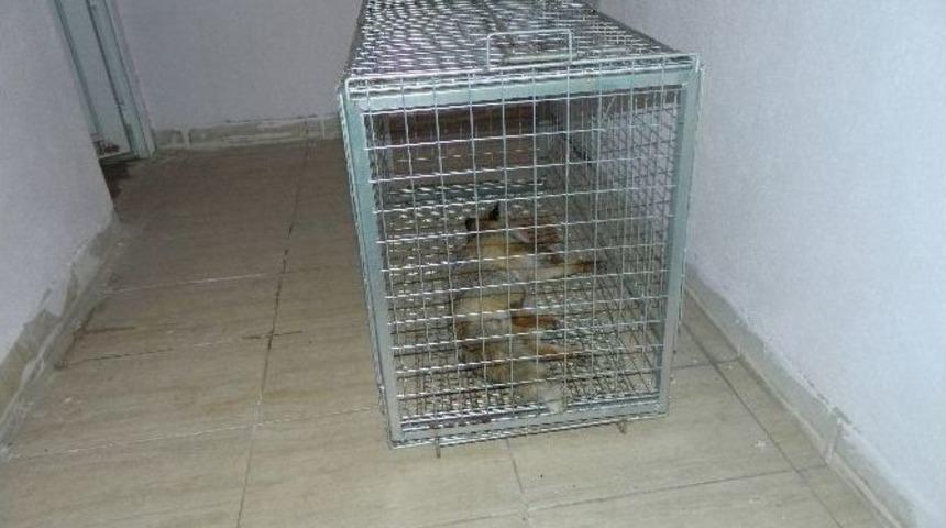 Yenipazar&rsquo;da Yaralı Bulunan Tilki Bilecik&rsquo;te Tedavi Altına Alındı