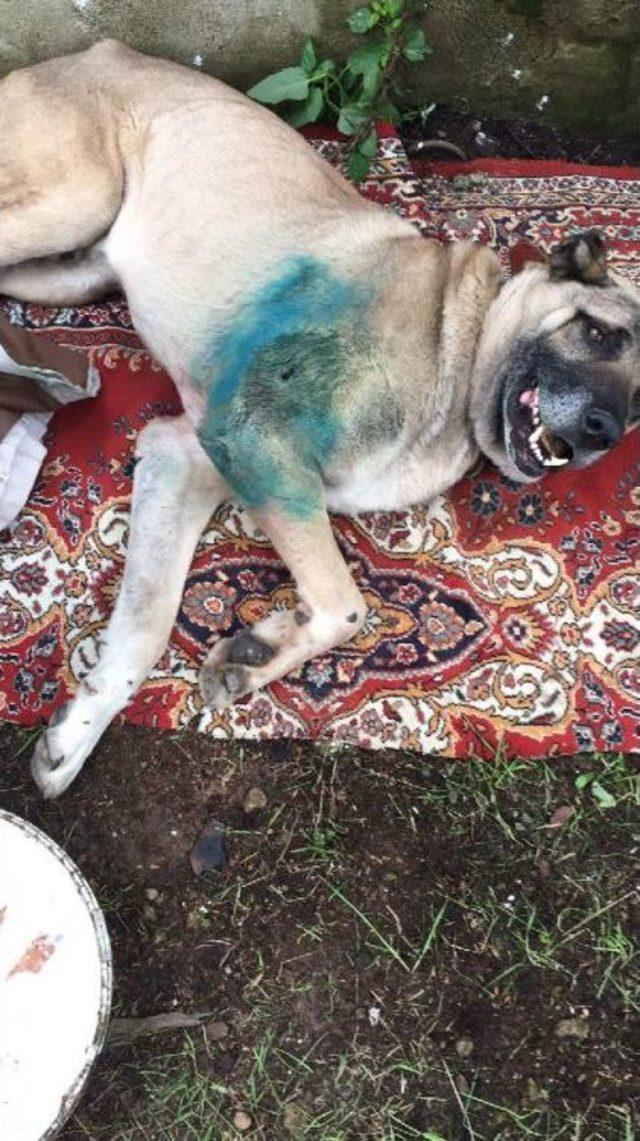 Trabzon’Da Boğuşan Köpekler Öldü, Sahipleri Davalık Oldu
