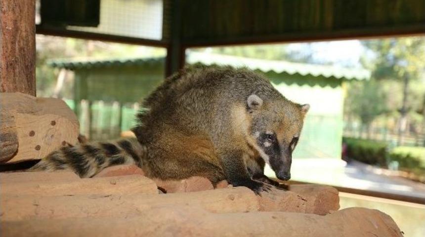 Gaziantep Hayvanat Bah&ccedil;esi&rsquo;ne Yeni Misafir Geldi