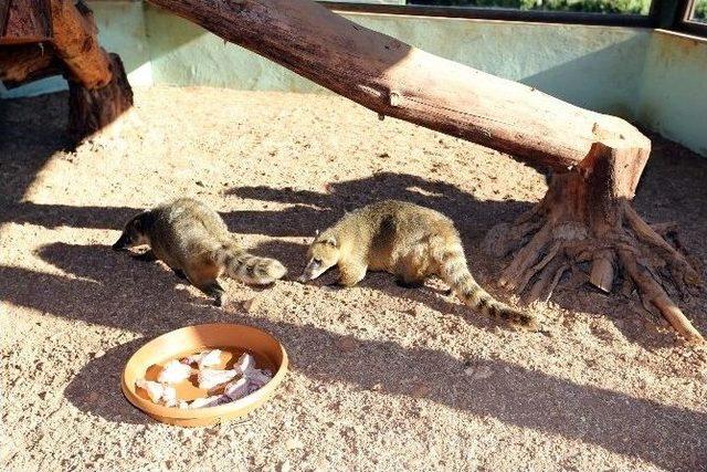 Gaziantep Hayvanat Bahçesi’ne Yeni Misafir Geldi