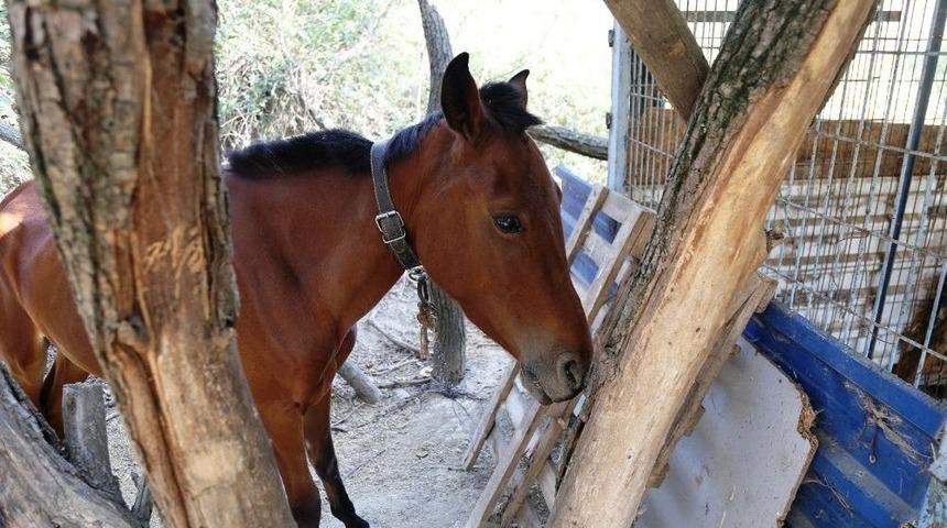 Eziyete Uğrayan Ata B&uuml;y&uuml;k&ccedil;ekmece Belediyesi Sahip &Ccedil;ıktı