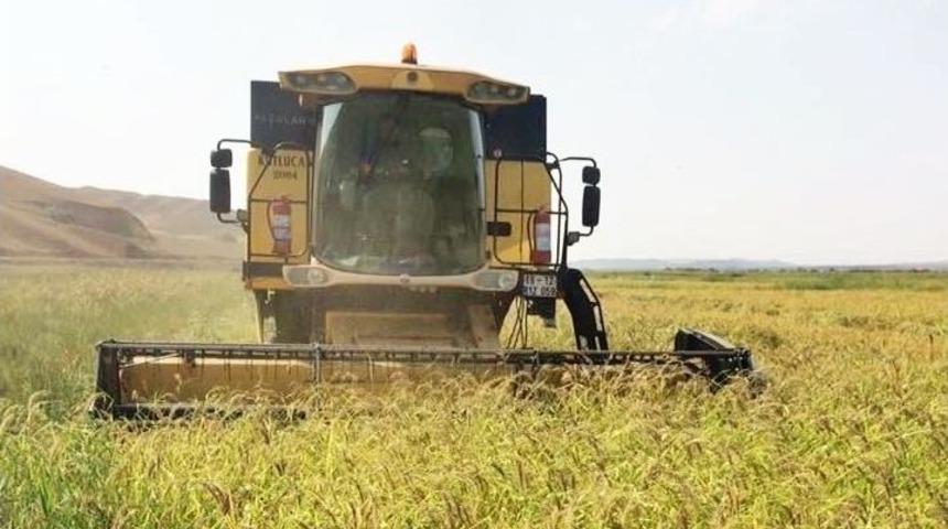 Sungurlu&rsquo;da &Ccedil;eltik Hasatı