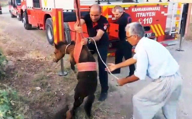 Sulama &Ccedil;ukuruna D&uuml;şen Tayın İmdadına İtfaiye Yetişti 3