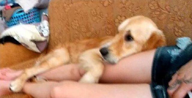 Otob&uuml;s Bagajında &Ouml;len K&ouml;peği  odin  I&ccedil;in Su&ccedil; Duyurusunda Bulundu 1