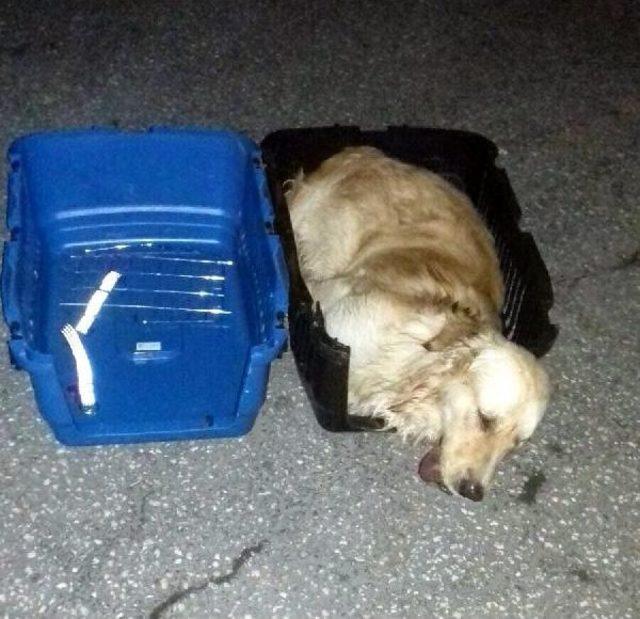 Otob&uuml;s Bagajında &Ouml;len K&ouml;peği  odin  I&ccedil;in Su&ccedil; Duyurusunda Bulundu 2