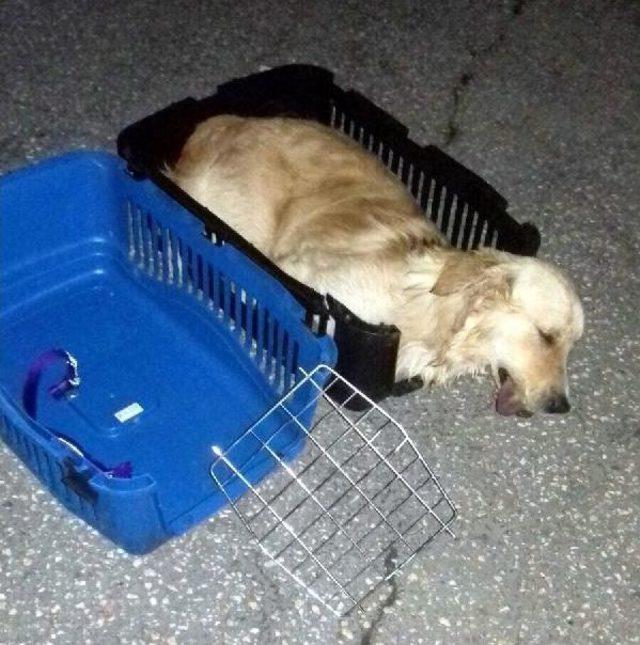 Otob&uuml;s Bagajında &Ouml;len K&ouml;peği  odin  I&ccedil;in Su&ccedil; Duyurusunda Bulundu 3