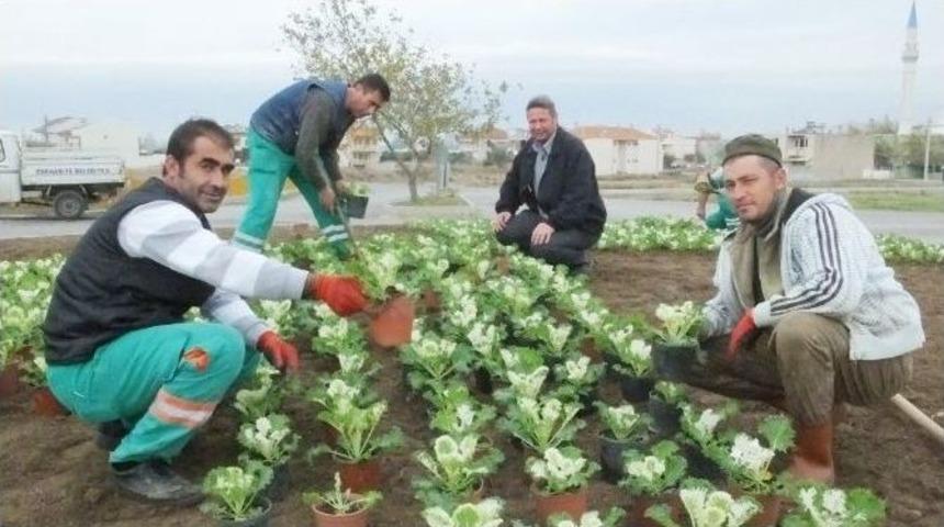 Burhaniye&rsquo;de Kışlık &Ccedil;i&ccedil;ek Dikimine Başlandı
