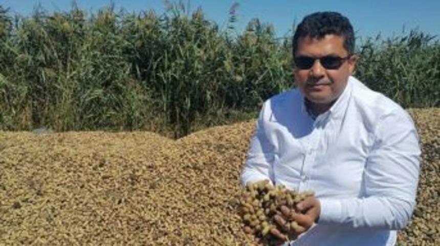 Mhp&rsquo;li Ersoy: "yer Fıstığı Destekleme Kapsamına Alınmalı"