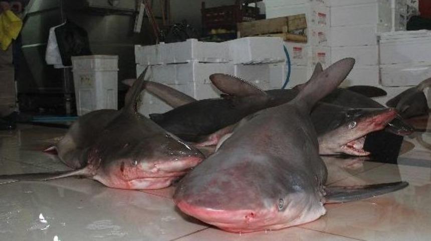 Akdeniz&rsquo;de Dev K&ouml;pek Balıkları Yakalandı