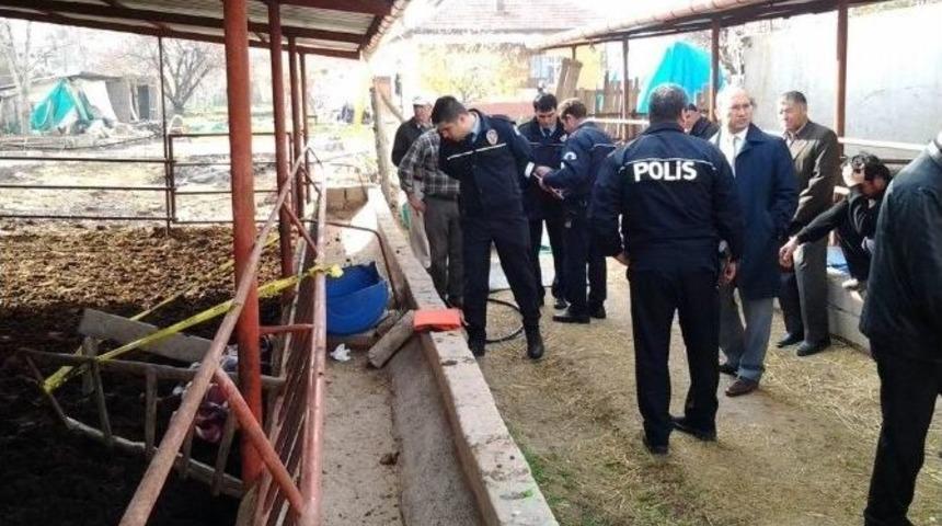 Dananın Teptiği Yaşlı Adam Hayatını Kaybetti