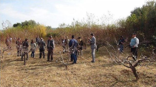 Silifke’de “ağaç Budama Yarışması Düzenlendi